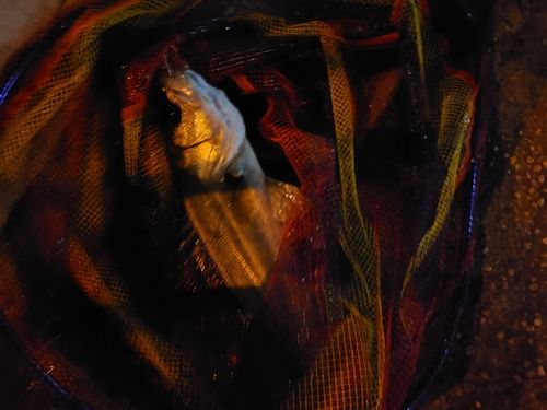 フッコ（マルスズキ）の釣果