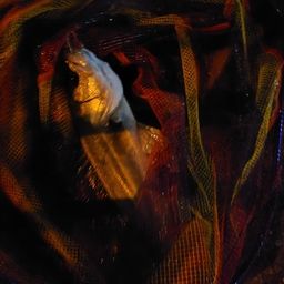 フッコ（マルスズキ）