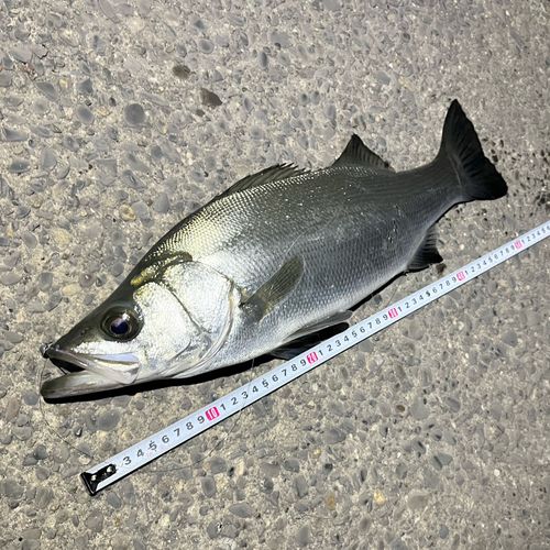 フッコ（ヒラスズキ）の釣果