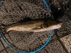 マルタウグイの釣果