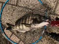 クロダイの釣果