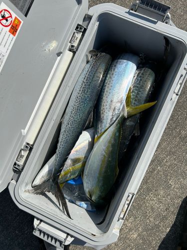 サゴシの釣果