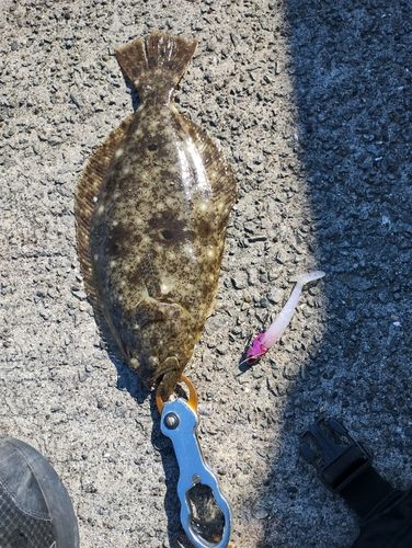 ヒラメの釣果