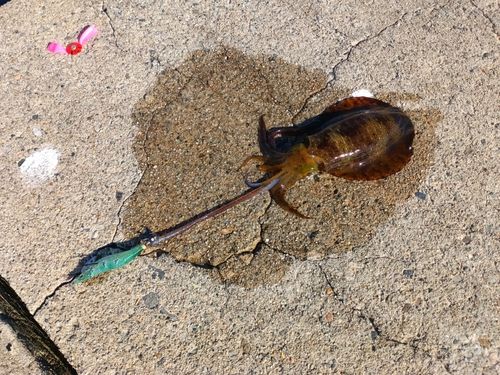 アオリイカの釣果