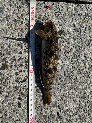 アイナメの釣果