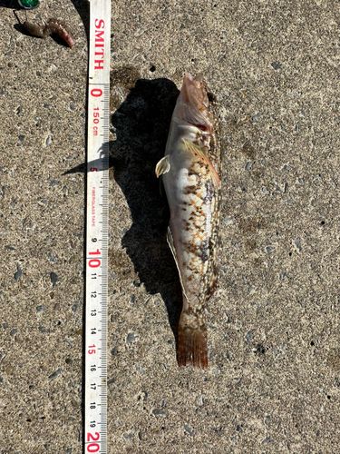 アイナメの釣果