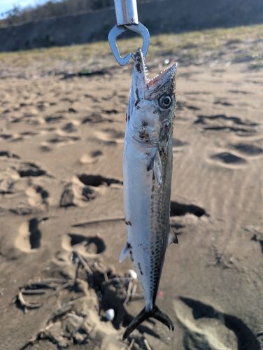 サゴシの釣果