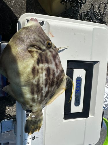 カワハギの釣果