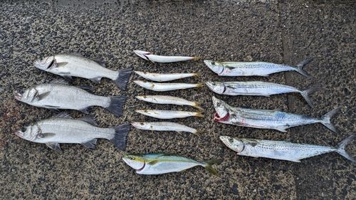 サゴシの釣果