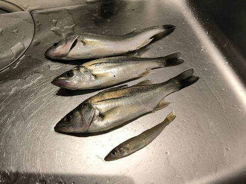 セイゴ（マルスズキ）の釣果