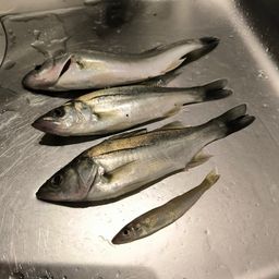 セイゴ（マルスズキ）