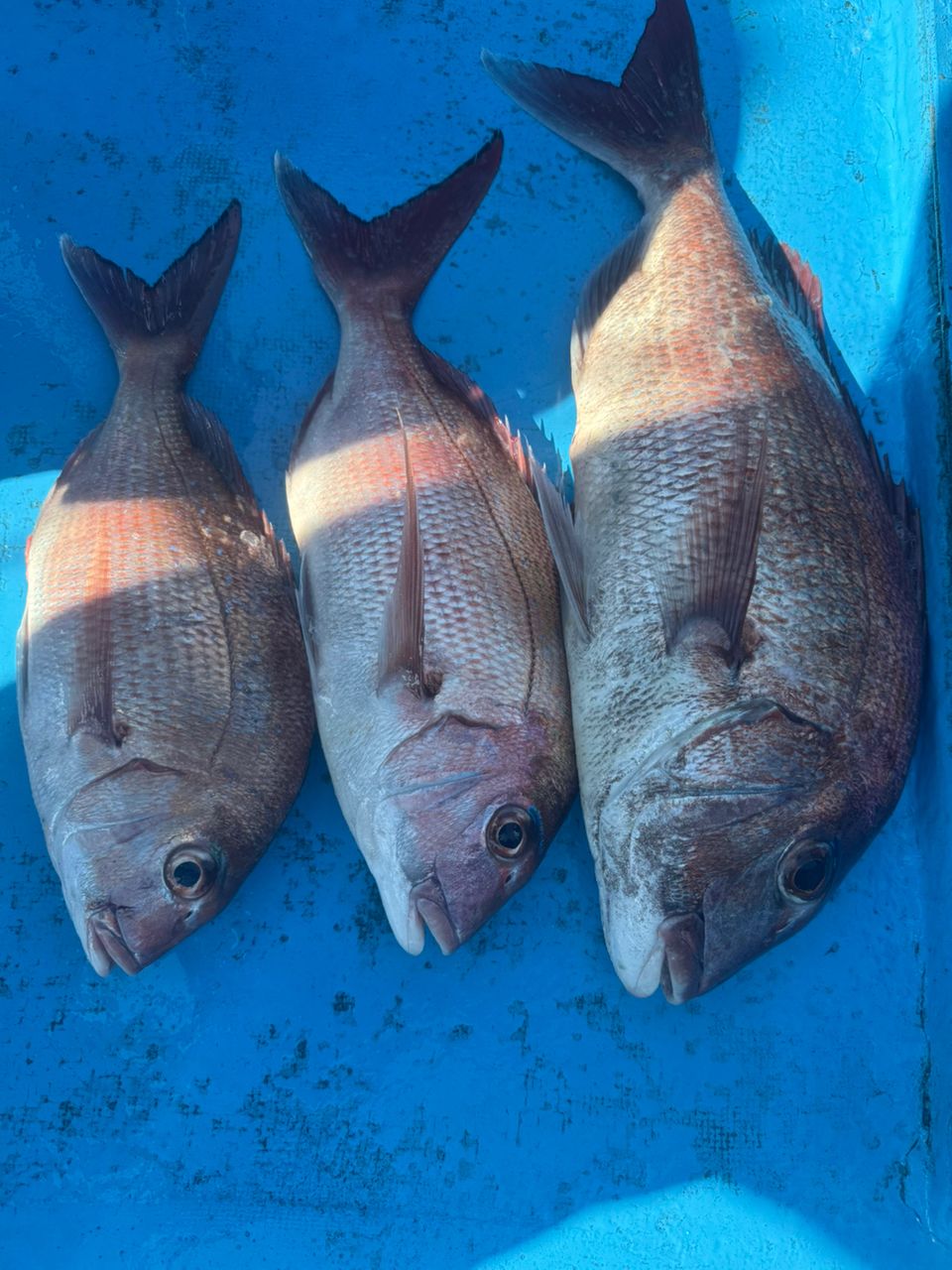 へなちょこ　釣り師さんの釣果 1枚目の画像
