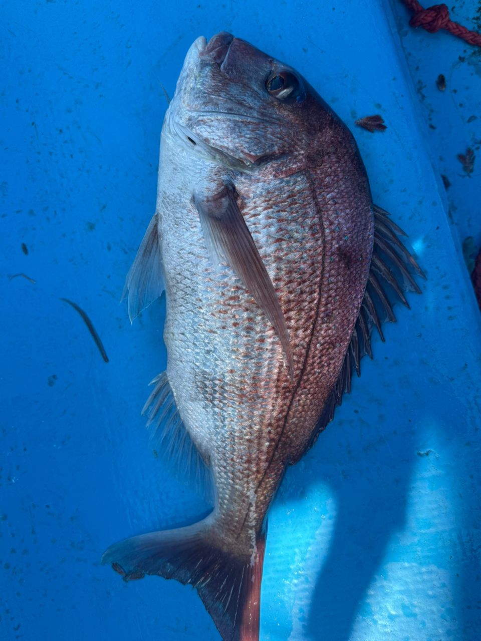 へなちょこ　釣り師さんの釣果 2枚目の画像