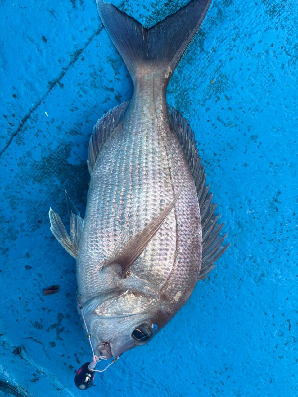 へなちょこ　釣り師さんの釣果 3枚目の画像