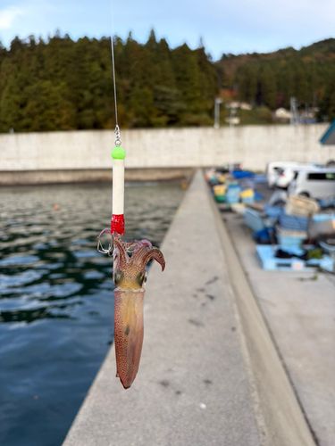 イカの釣果