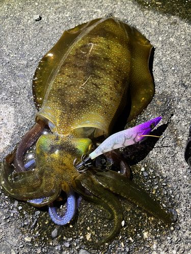 アオリイカの釣果