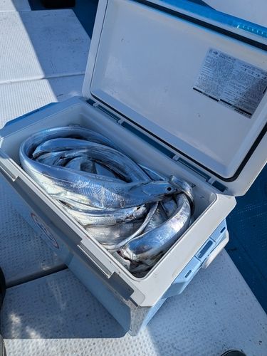 タチウオの釣果