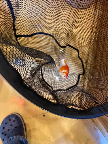 キンギョの釣果