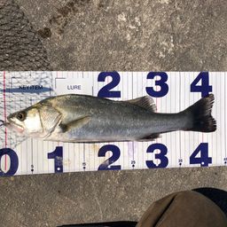 セイゴ（タイリクスズキ）