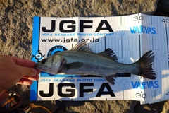 シーバスの釣果