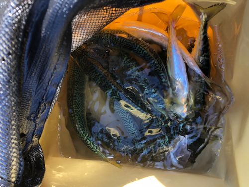 サバの釣果