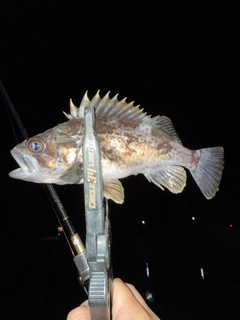 クロソイの釣果