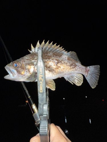 クロソイの釣果