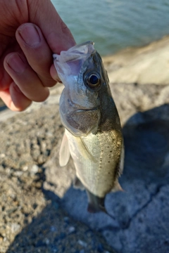 タイリクスズキの釣果