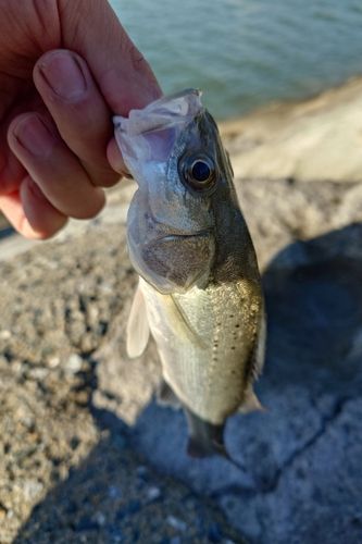 タイリクスズキの釣果