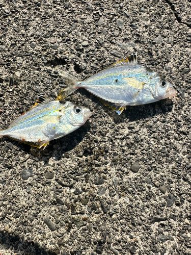 ヒイラギの釣果