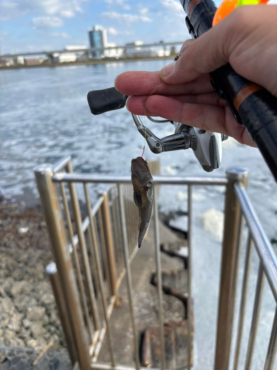 シモフリシマハゼ