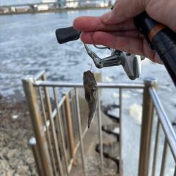 シモフリシマハゼ