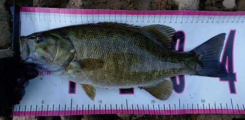 スモールマウスバスの釣果