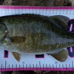 スモールマウスバス