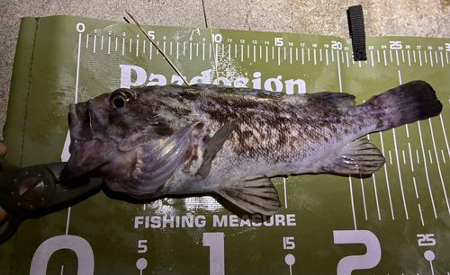 クロソイの釣果