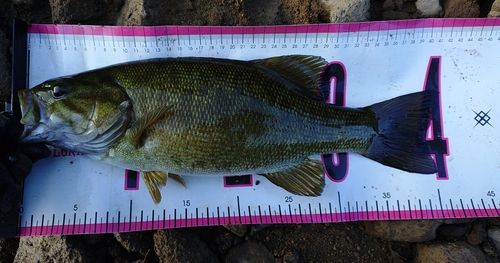 スモールマウスバスの釣果