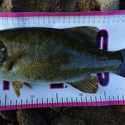 スモールマウスバス