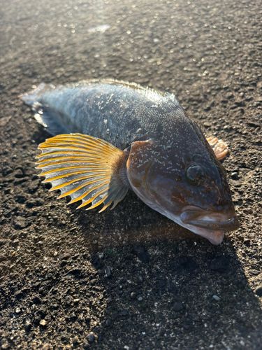 アイナメの釣果