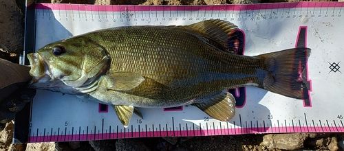 スモールマウスバスの釣果