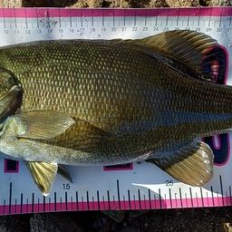 スモールマウスバス