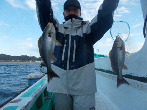 カンパチの釣果