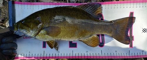 スモールマウスバスの釣果