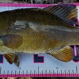 スモールマウスバス