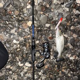 セイゴ（ヒラスズキ）