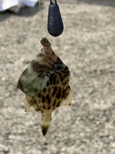 カワハギの釣果