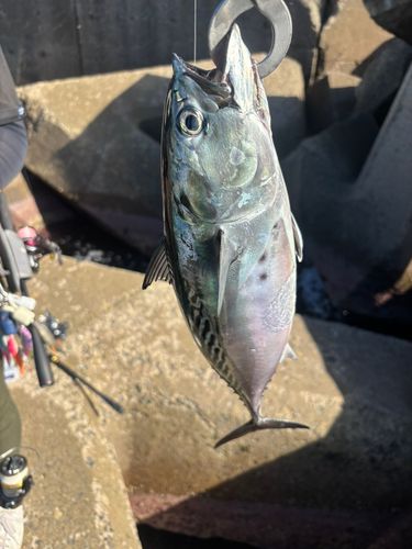ソウダガツオの釣果
