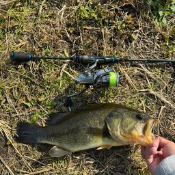 ラージマウスバス