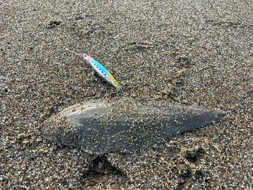 シタビラメの釣果