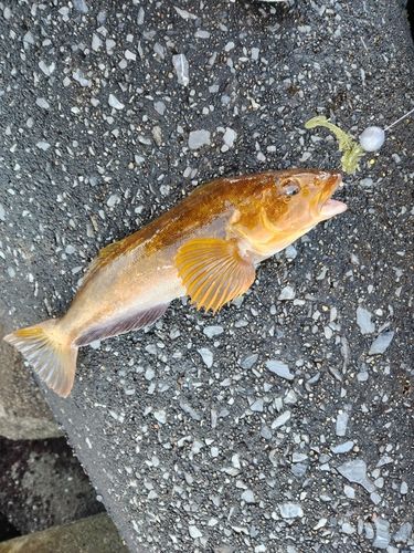 アブラコの釣果