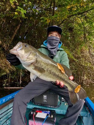 ラージマウスバスの釣果